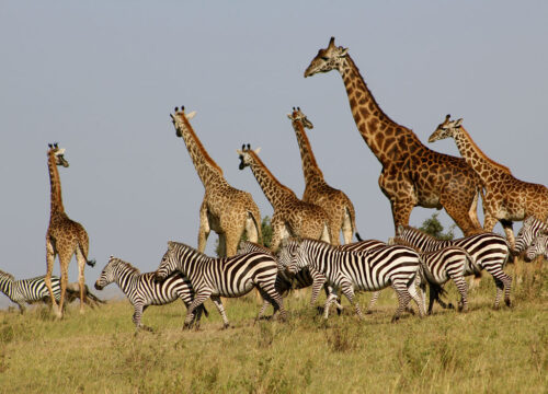 3Days 2Nights: Maasai Mara Safari guide from Nairobi (Mid-Range)