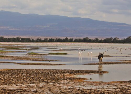 5Days 4Nights: Tsavo West-Amboseli (Luxury)