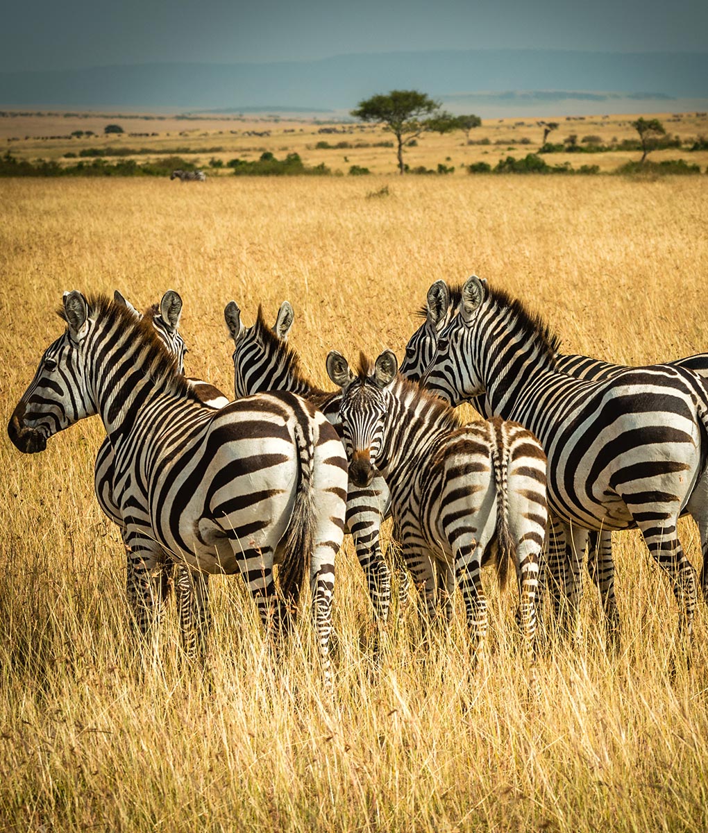 Wildlife & Park Safaris